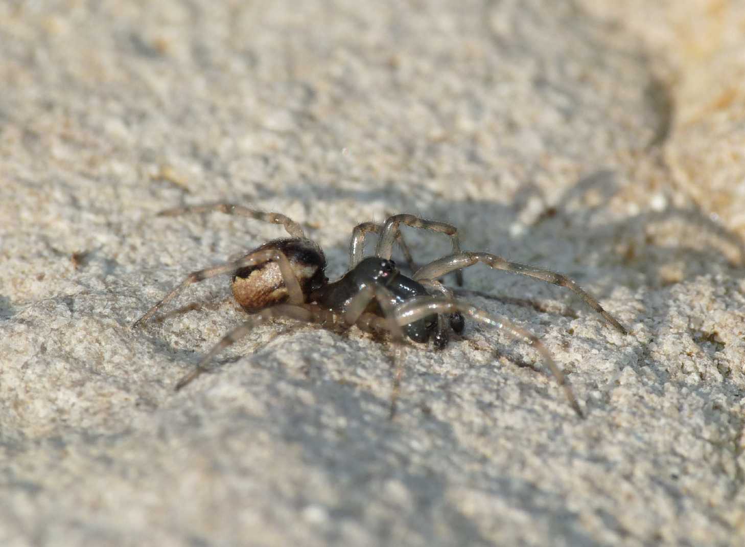 Maschio di Enoplognatha mandibularis - Tolfa (RM)